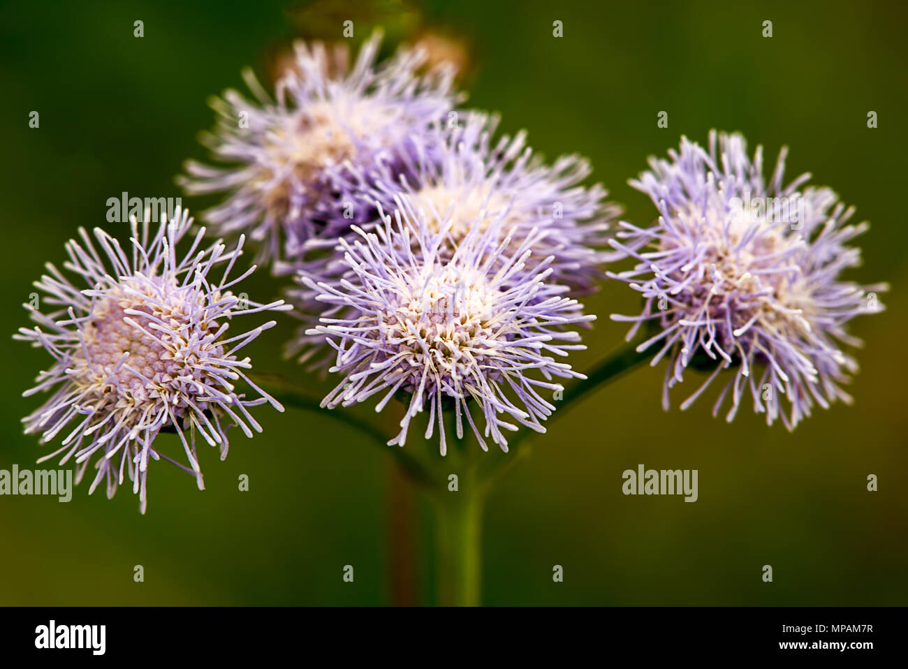 Macro photography of a delicate group of wild mistflowers. Stock Photo