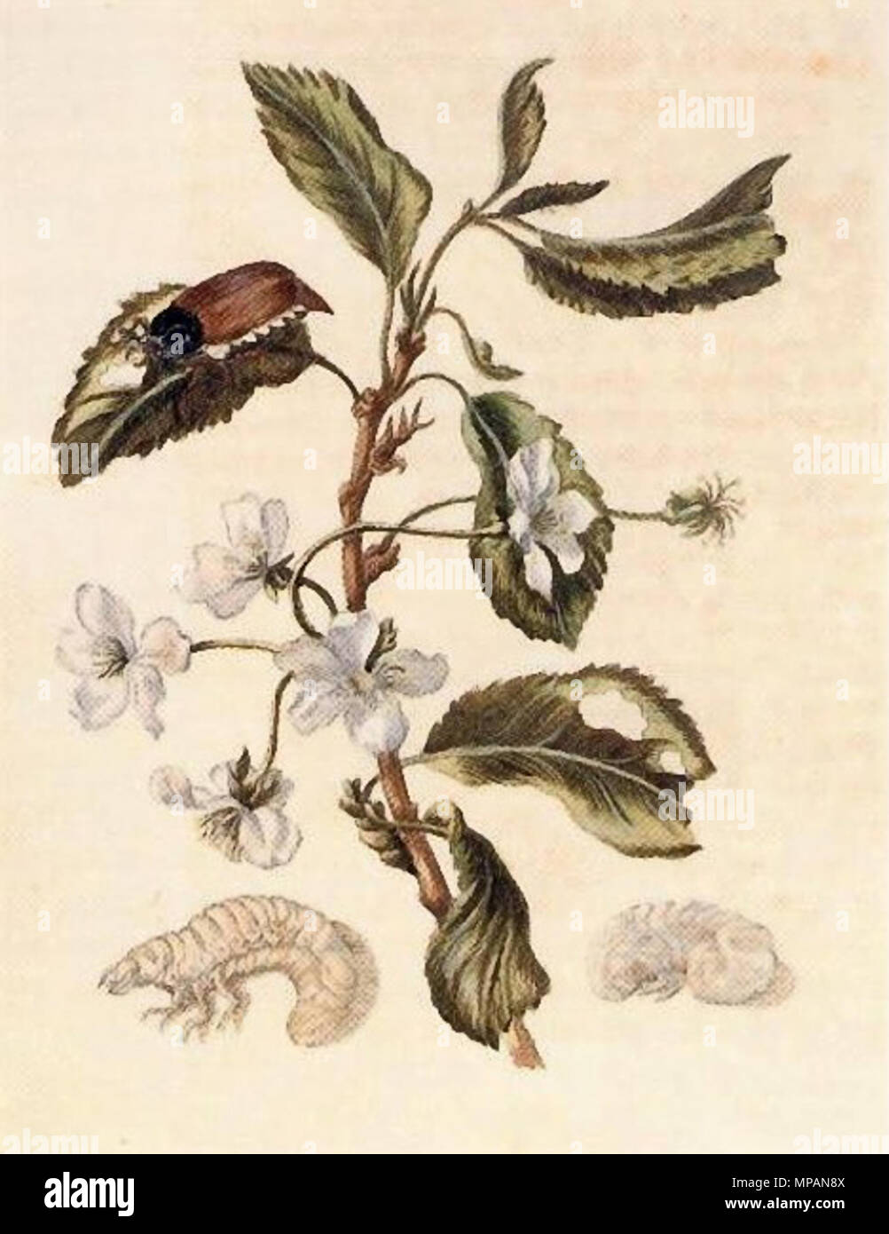 Deutsch: Kolorierter Kupferstich aus Der Raupen wunderbare Verwandlung und sonderbare Blumennahrung, Teil 1, Bildtafel IV. English: Illuminated copper-engraving from Der Raupen wunderbare Verwandlung und sonderbare Blumennahrung; part 1, plate IV. 1679
