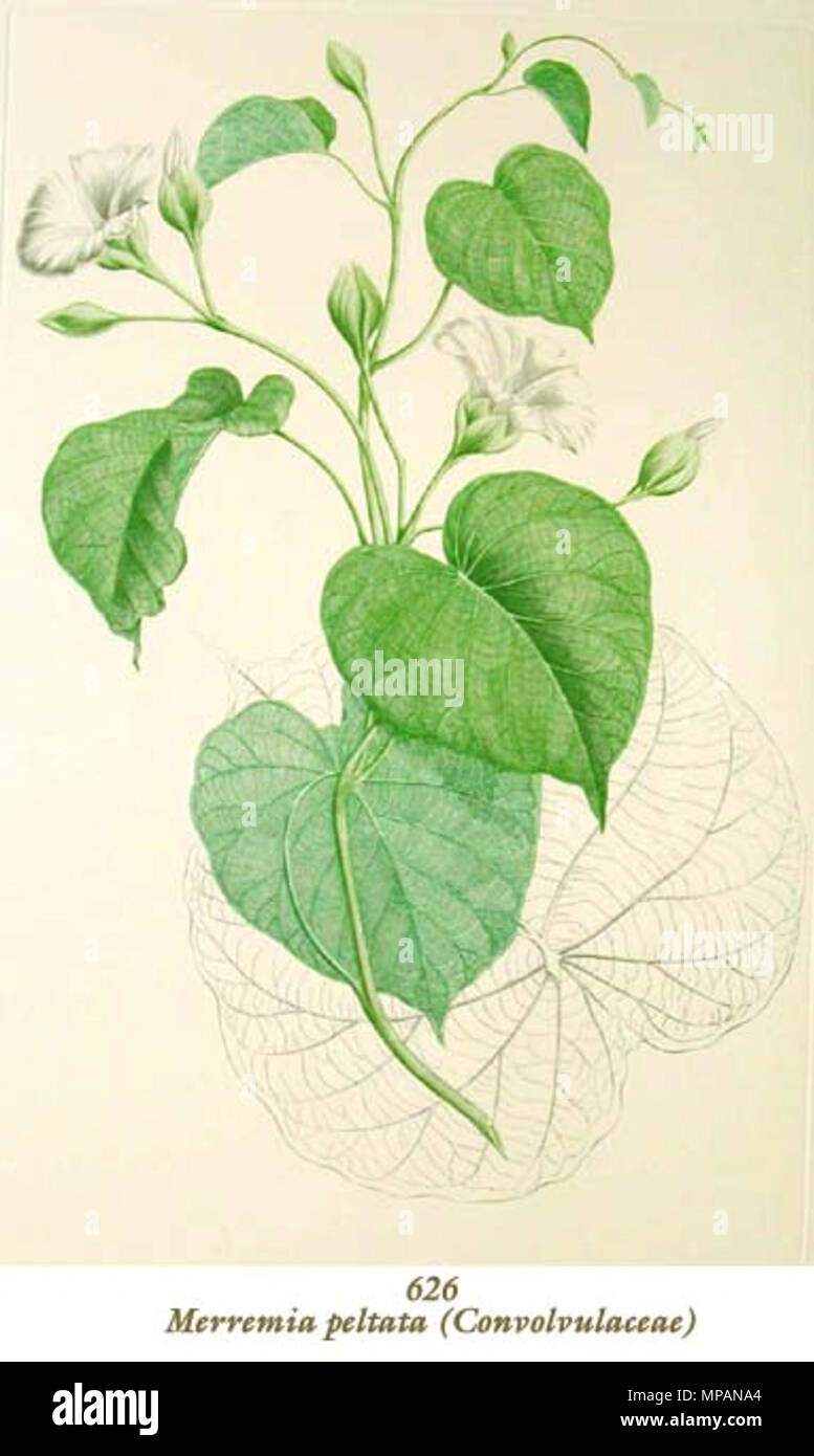 . Merremia peltata . between 1768 and 1771. Sydney Parkinson. 885 Merremia peltata Banks Florilegium 626 Stock Photo