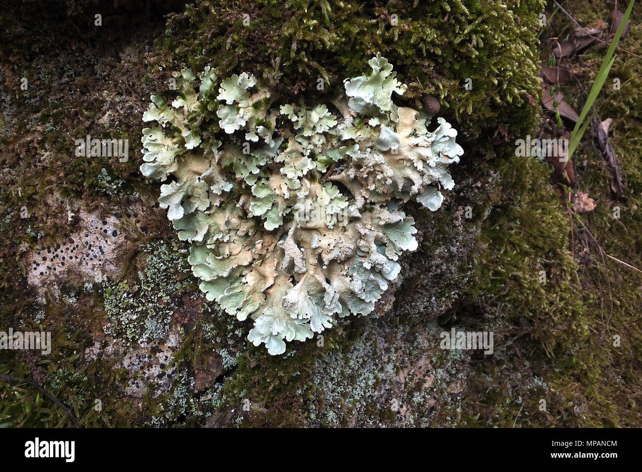 Common greenshield lichen growing in the shape of a heart Stock Photo