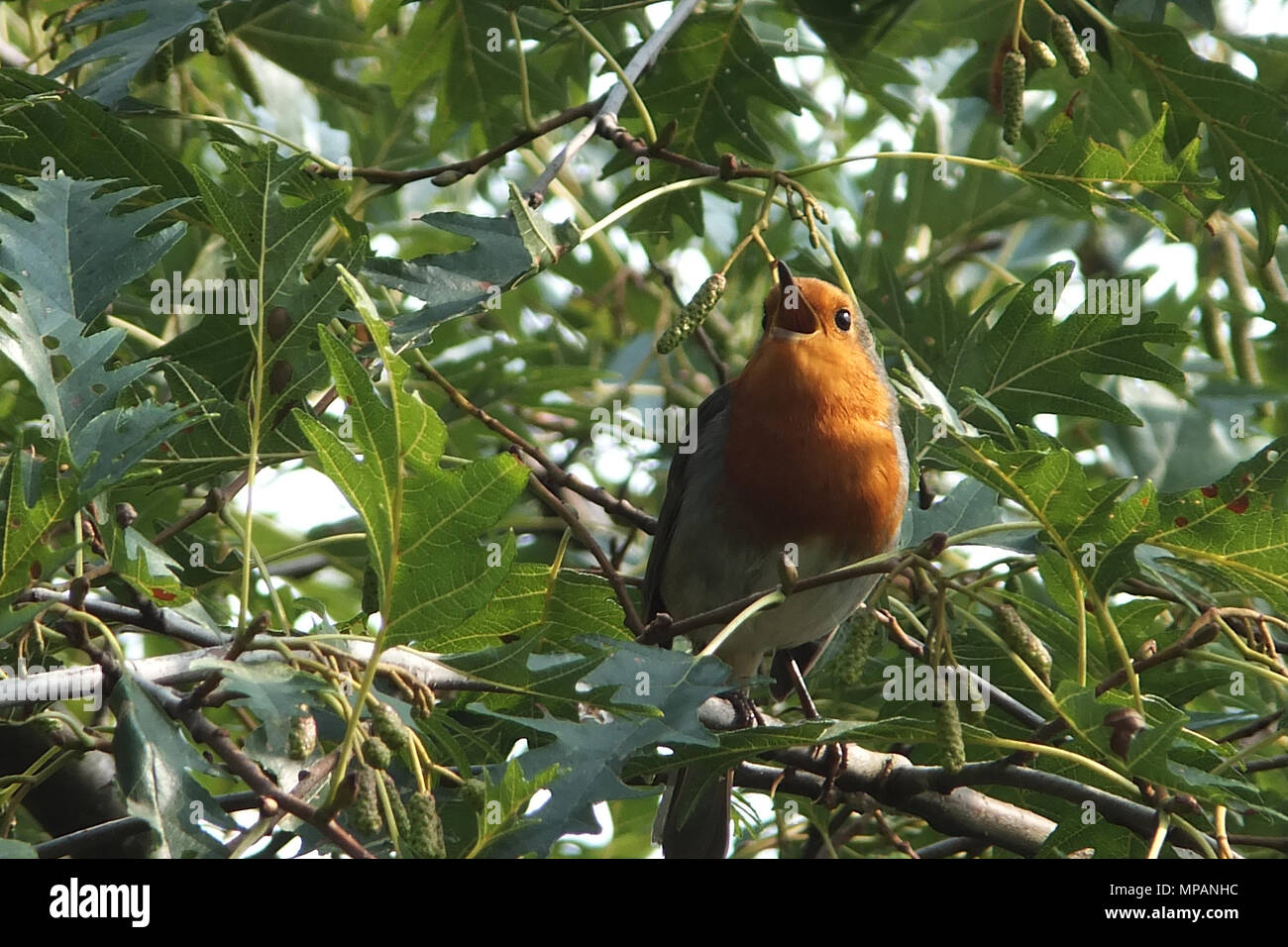 European robin singing in a tree Stock Photo