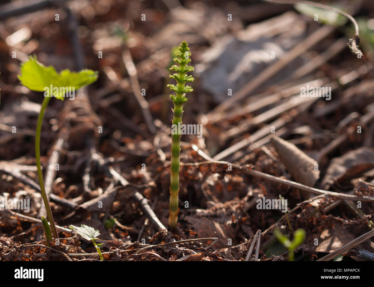 Beautiful horsetail sprouts in spring on a natural background Stock Photo