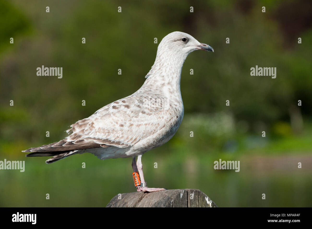 first summer European Herring gull, (Larus argentatus),ringed bird, darvic ring, Walthamstow Reservoirs, London, United Kingdom, British Isles Stock Photo