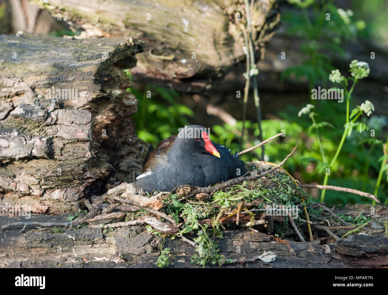 nesting Common Moorhen,(Gallinula chloropus), also known as the waterhen or the swamp chicken, Regents Canal, London, United Kingdom, British Isles Stock Photo