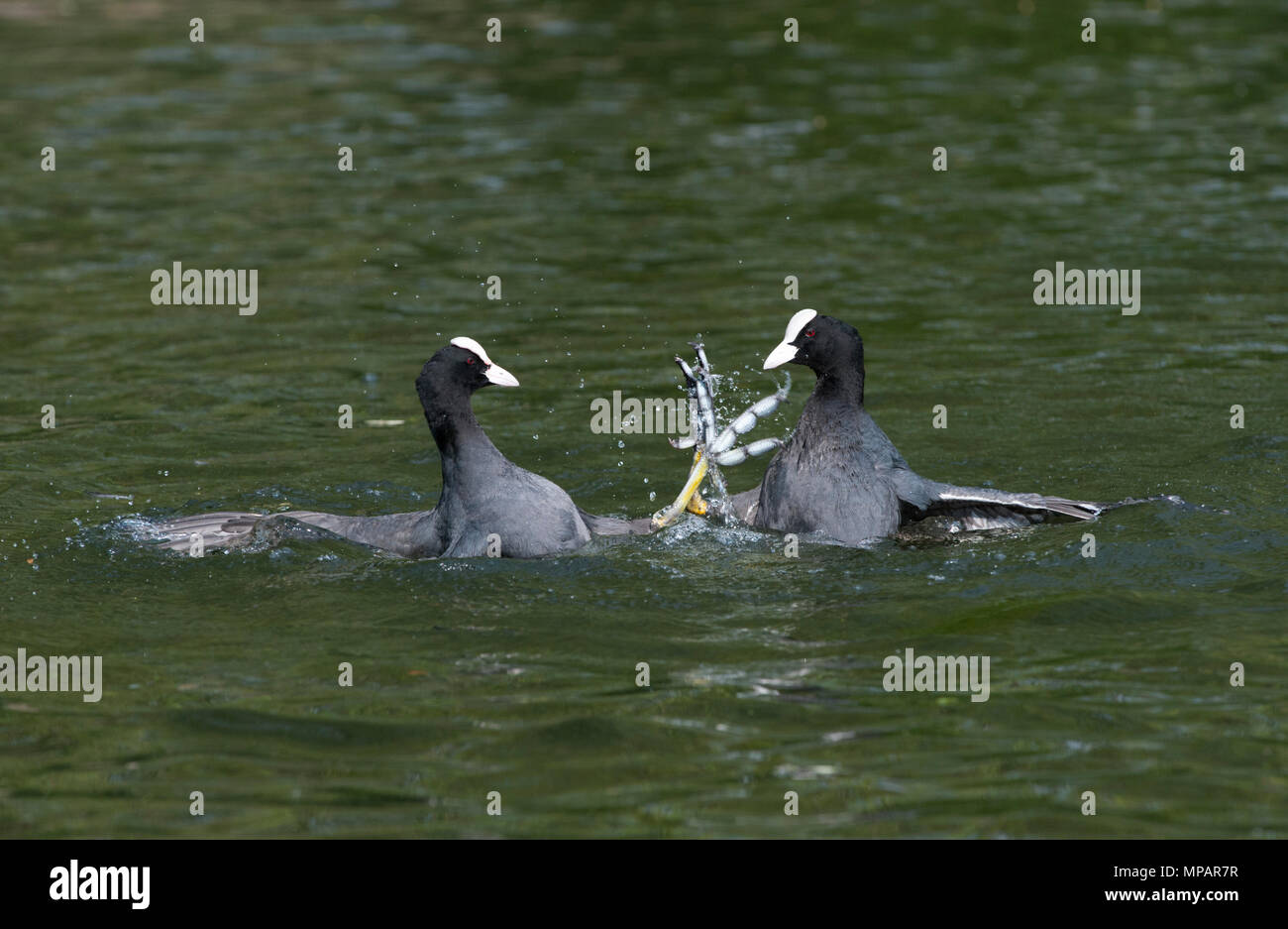 two male Eurasian Coot, also known as Common Coot or Coot, (Fulica atra), fighting in a territorial dispute, Regents Canal, London, United Kingdom Stock Photo