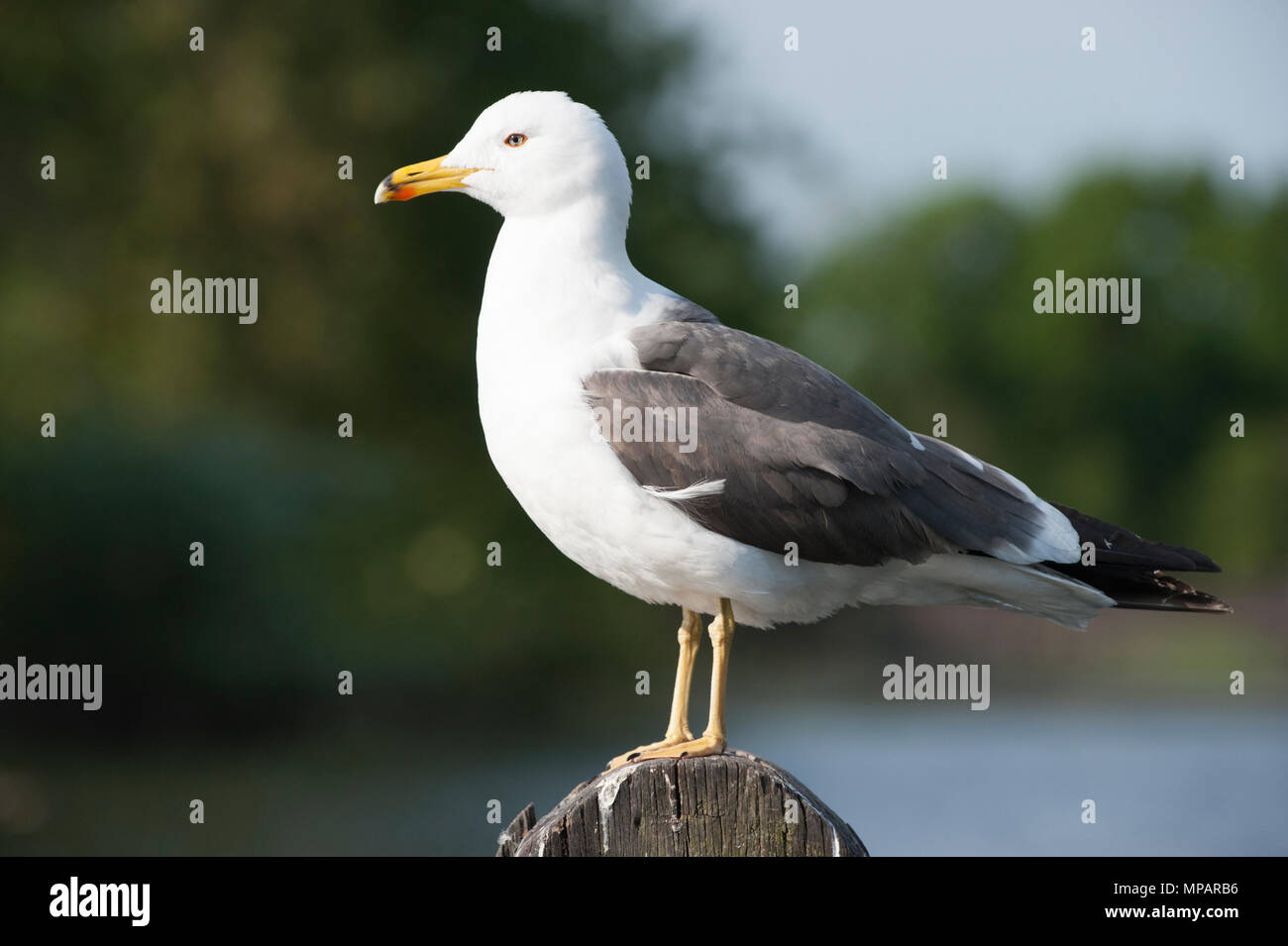 adult Lesser Black-Backed gull, (Larus fuscus), Walthamstow Reservoirs, London, United Kingdom, British Isles Stock Photo