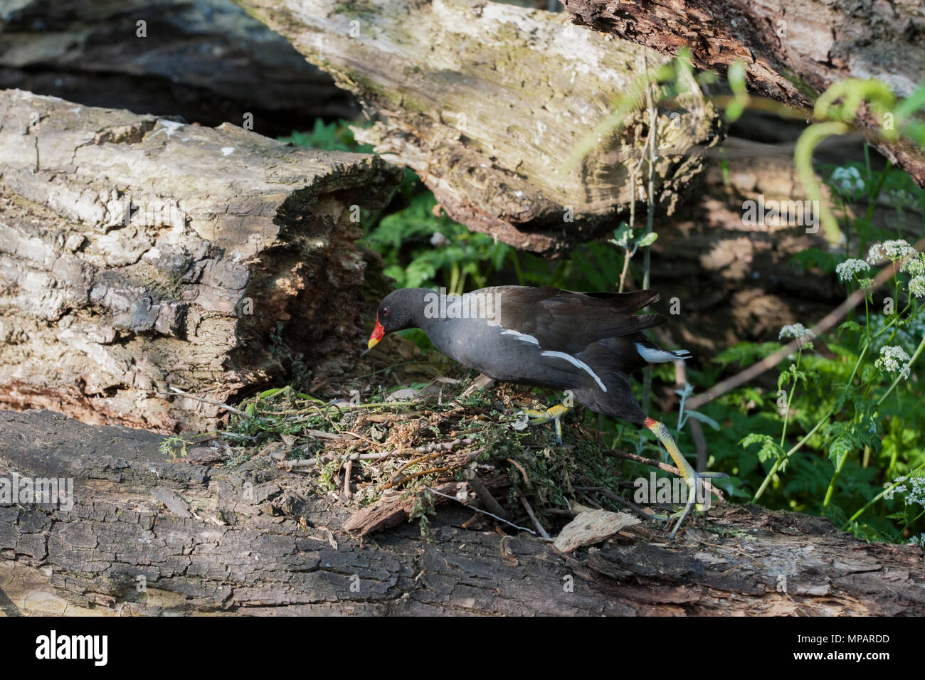 nesting Common Moorhen,(Gallinula chloropus), returns to nest with eggs, Regents Canal, London, United Kingdom, British Isles Stock Photo