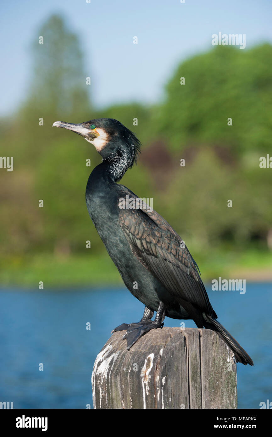 Great Cormorant,(Phalacrocorax carbo),also  known as the Great Black Cormorant, perched on wooden post, Regents Park, London, United Kingdom Stock Photo