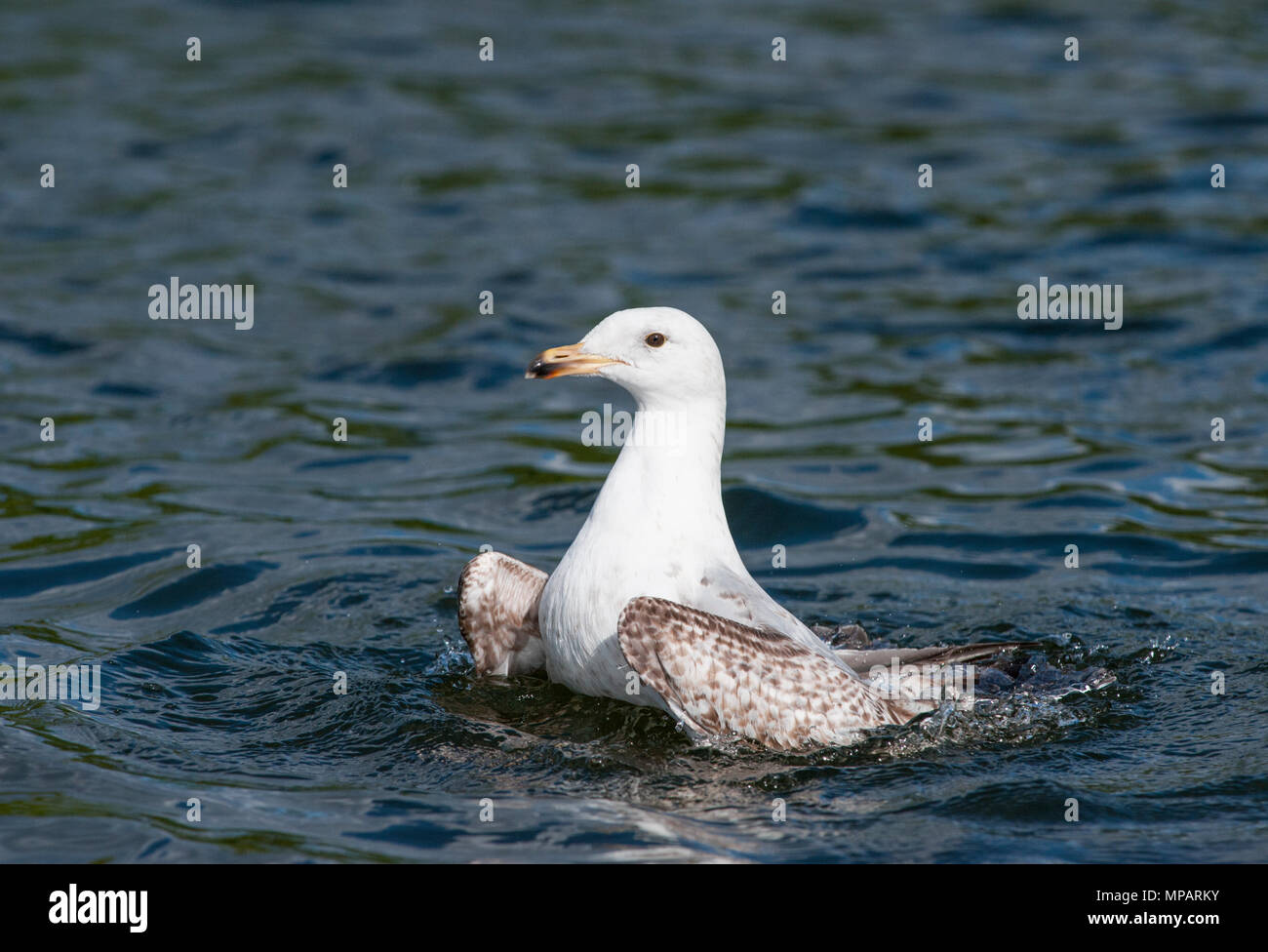 Second winter plumage hires stock photography and images Alamy