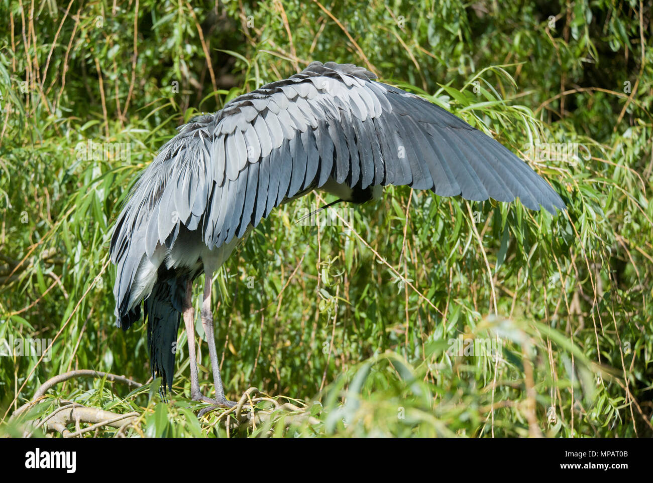 adult Grey Heron, (Ardea cinerea), preening with outstretched wing, London, United Kingdom, British Isles Stock Photo