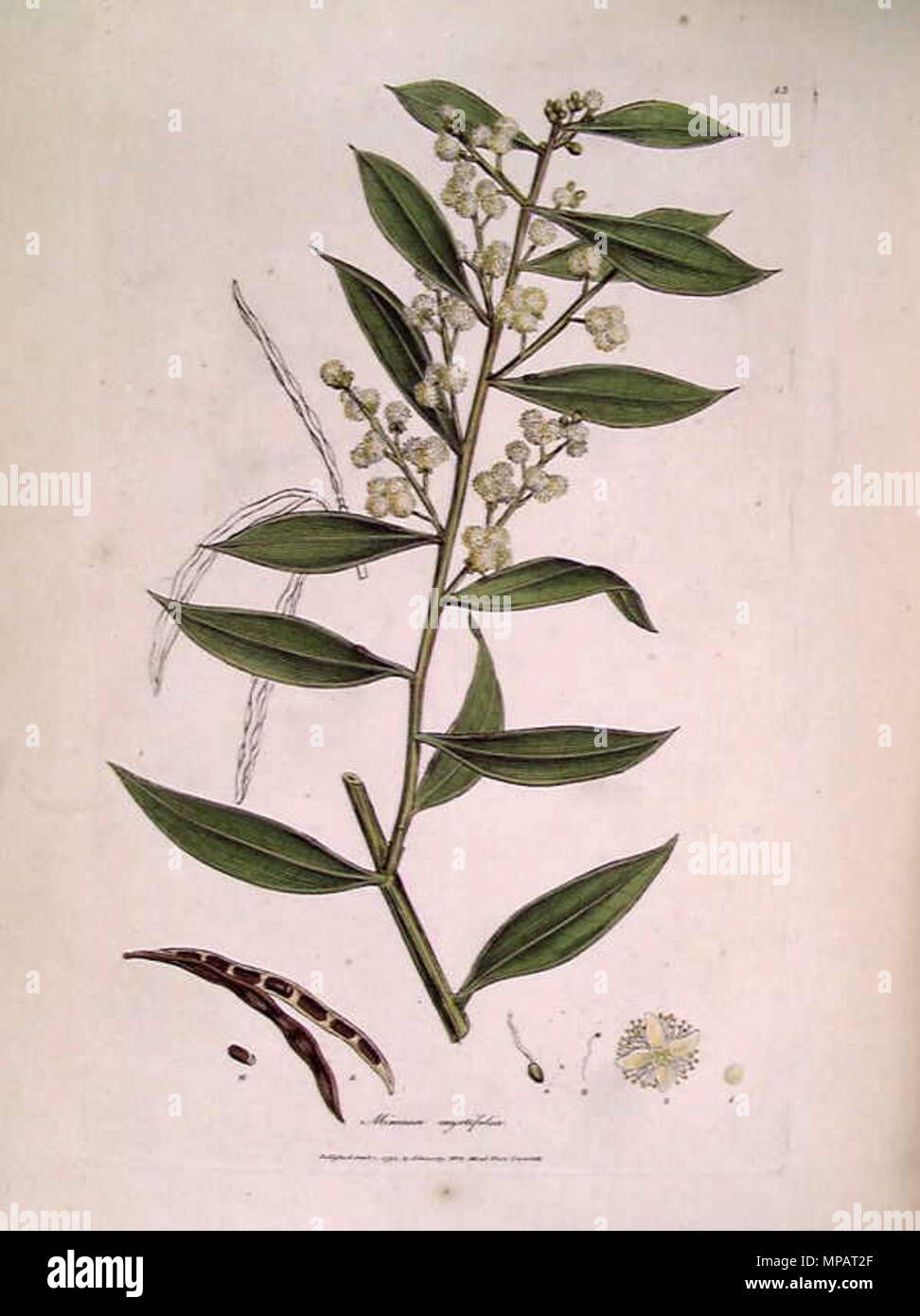 . This is an image of a print of a hand coloured engraving by James Sowerby (1757-1822), based on drawing nominally by John White but probably by the convict artist Thomas Watling. It appeared as Tab. XV in James Edward Smith's 1793 A Specimen of the Botany of New Holland. The plant depicted was then known as Mimosa myrtifolia, but is now known as Acacia myrtifolia. The accompanying text explains the figure thus: 1. A flower in front. 2. The same seen behind, magnified. 3. A stamen. 4. Germen, natural size and magnified. 5. Pod open, natural size. 6. A seed. . 1793. James Sowerby 895 Mimosa my Stock Photo