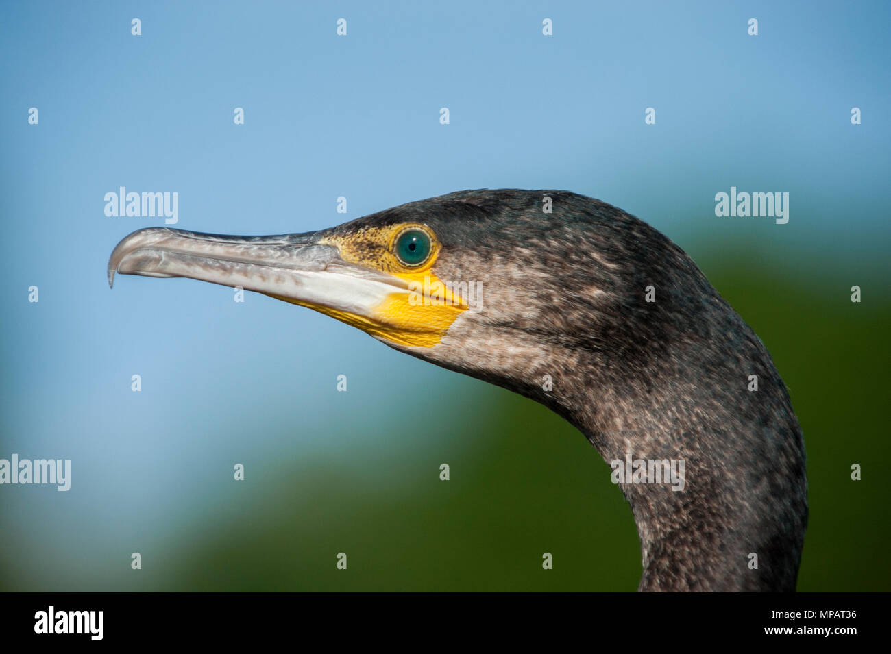 Great Cormorant,(Phalacrocorax carbo),also  known as the Great Black Cormorant, head and beak close up display plumage, London, United Kingdom Stock Photo