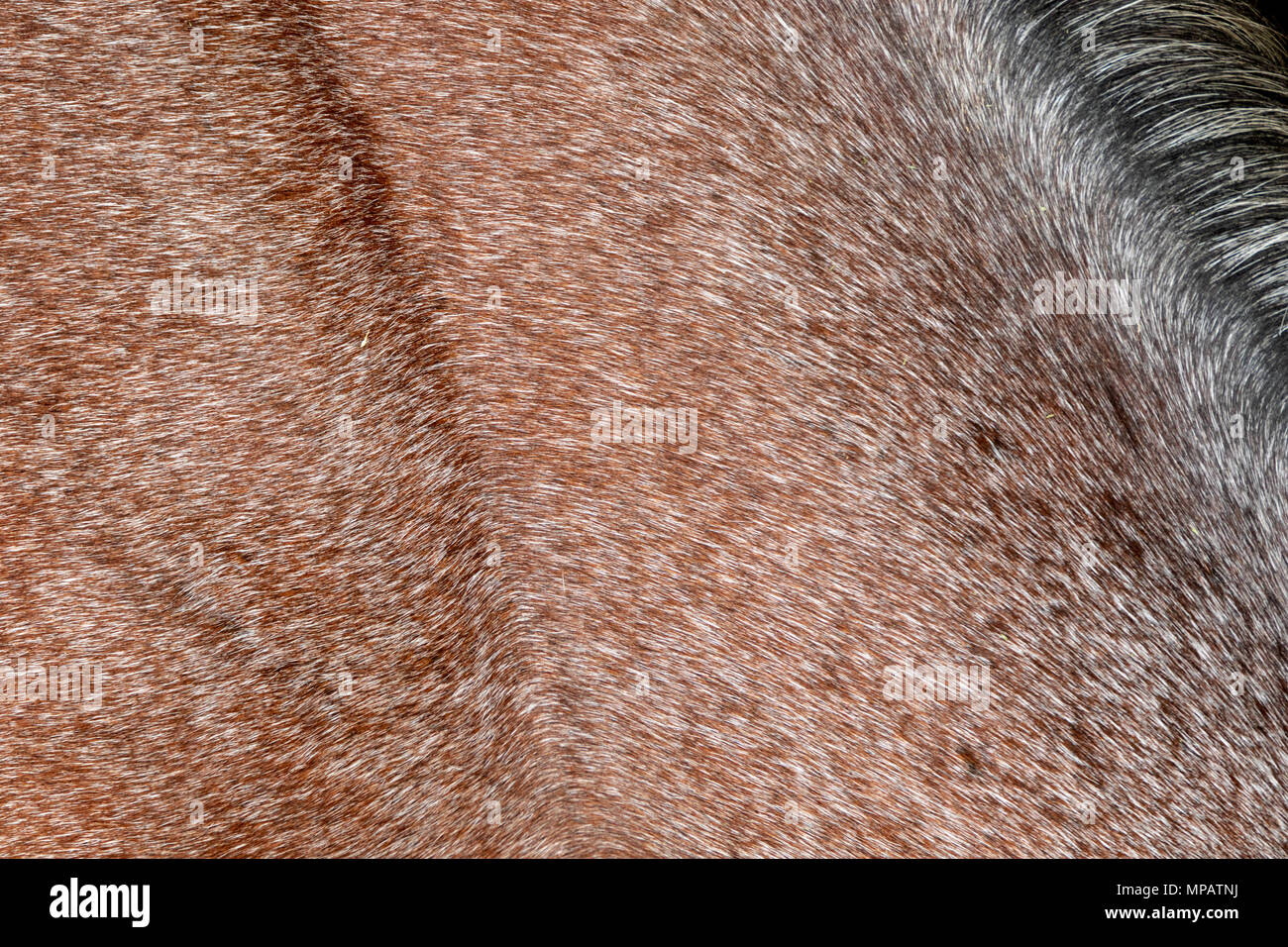 Horsehair hi-res stock photography and images - Alamy