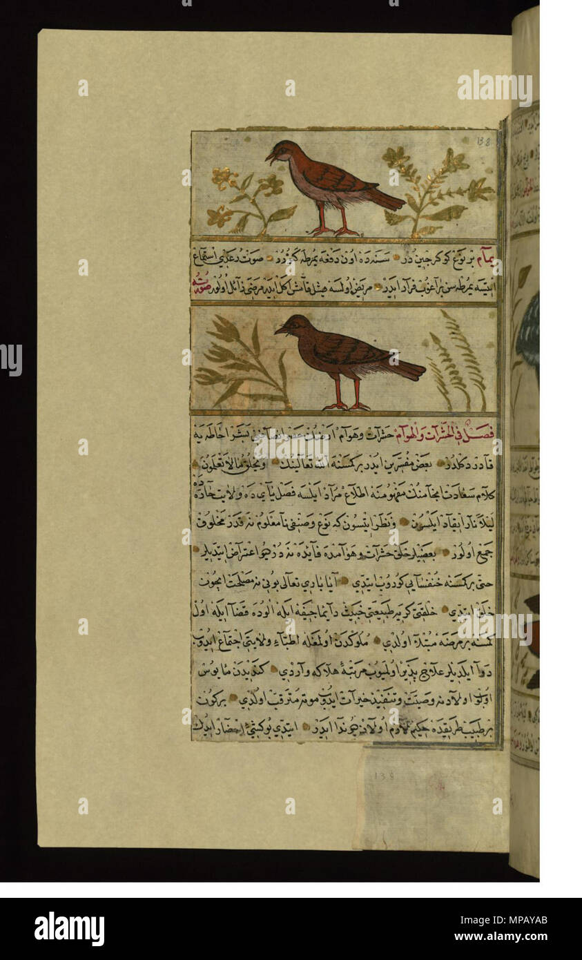 W.659.138a 909 Muhammad ibn Muhammad Shakir Ruzmah-'i Nathani - A Bird Called Yura'ah ( ) and a Turtle-dove - Walters W659138A - Full Page Stock Photo