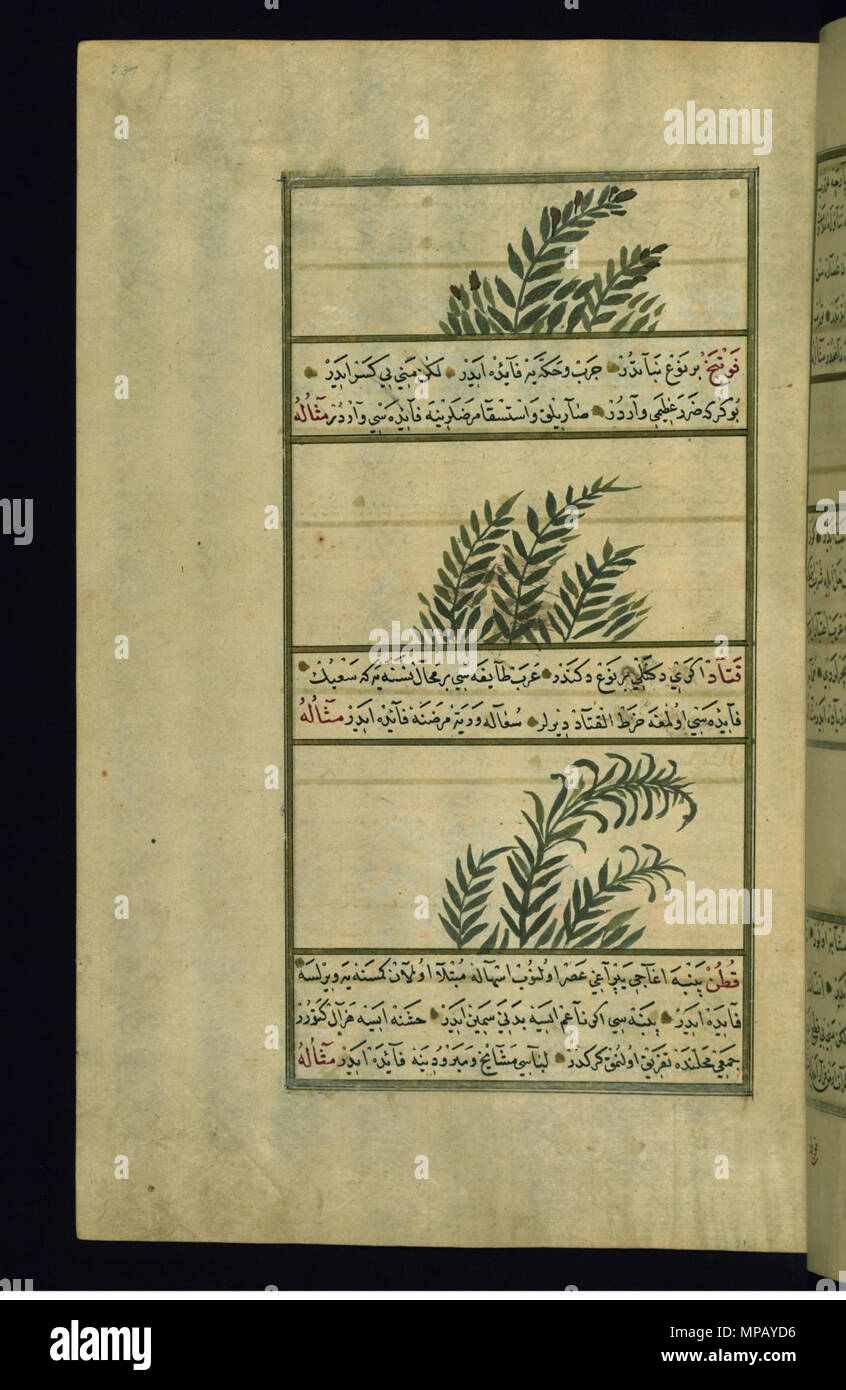W.659.237a 910 Muhammad ibn Muhammad Shakir Ruzmah-'i Nathani - A Plant Called Fajankast ( ), Mint, and Tragacanth - Walters W659237A - Full Page Stock Photo