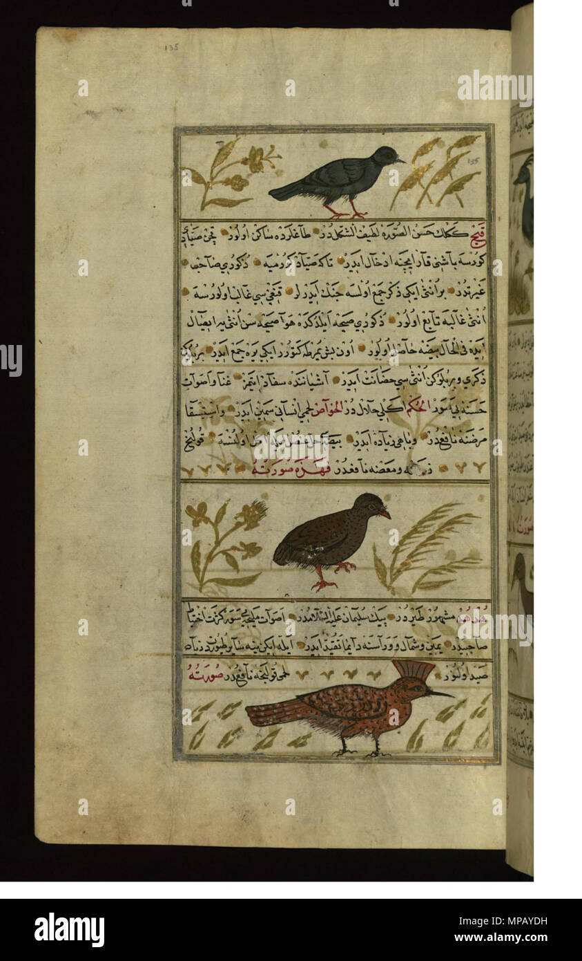 W.659.135a 910 Muhammad ibn Muhammad Shakir Ruzmah-'i Nathani - A Ring-dove, a Partridge, and a Hoopoe - Walters W659135A - Full Page Stock Photo