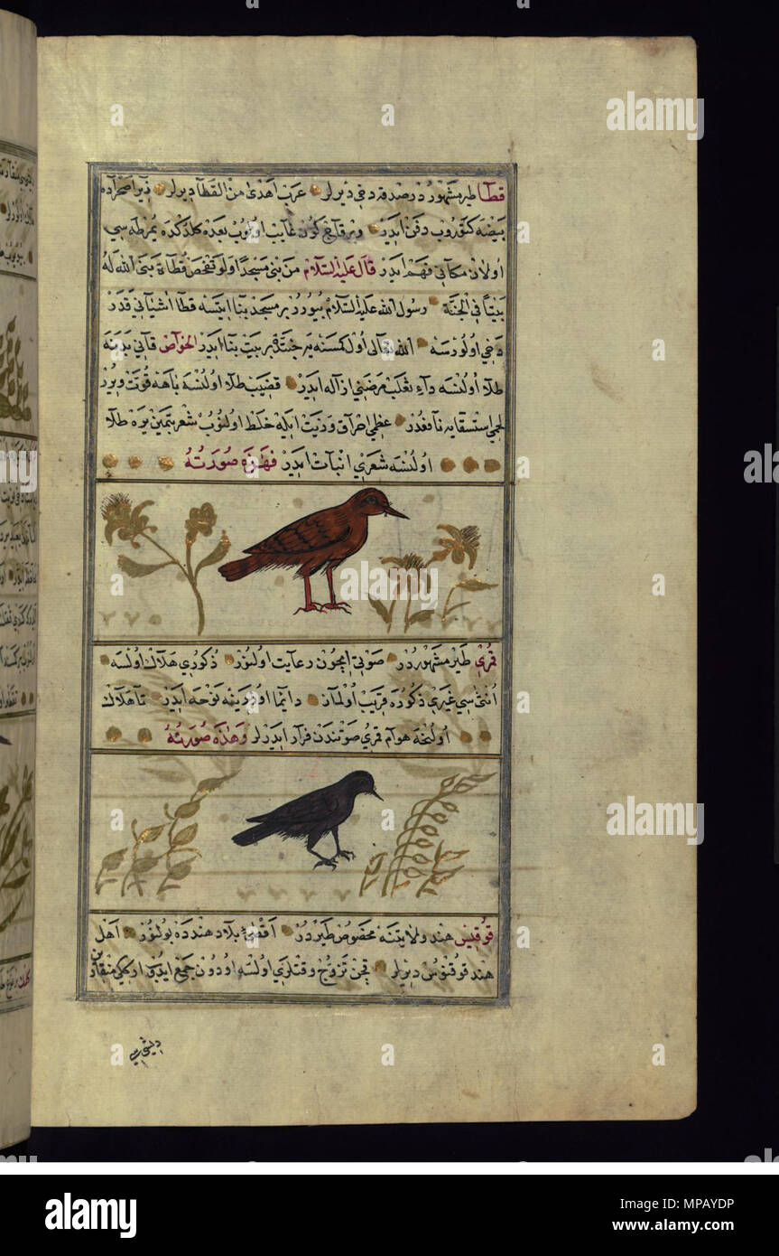 W.659.135b 910 Muhammad ibn Muhammad Shakir Ruzmah-'i Nathani - A Sand-grouse and a Turtle-dove - Walters W659135B - Full Page Stock Photo