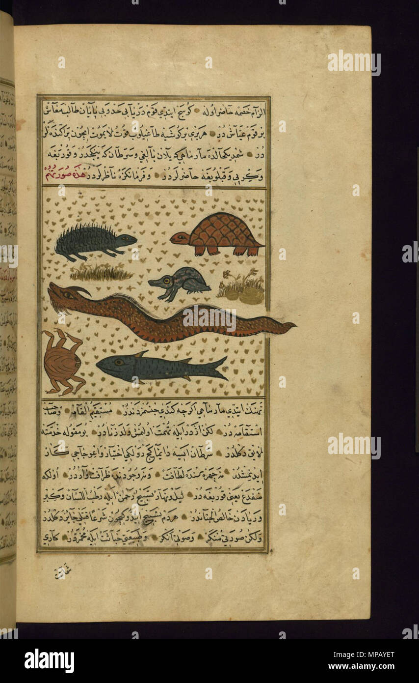 W.659.272b 910 Muhammad ibn Muhammad Shakir Ruzmah-'i Nathani - An Eel, a Frog, a Turtle, and Other Animals - Walters W659272B - Full Page Stock Photo