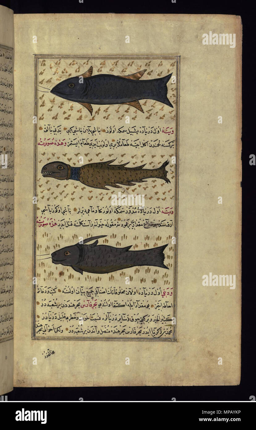Muhammad Fish Types of fish hi-res stock photography and images - Alamy