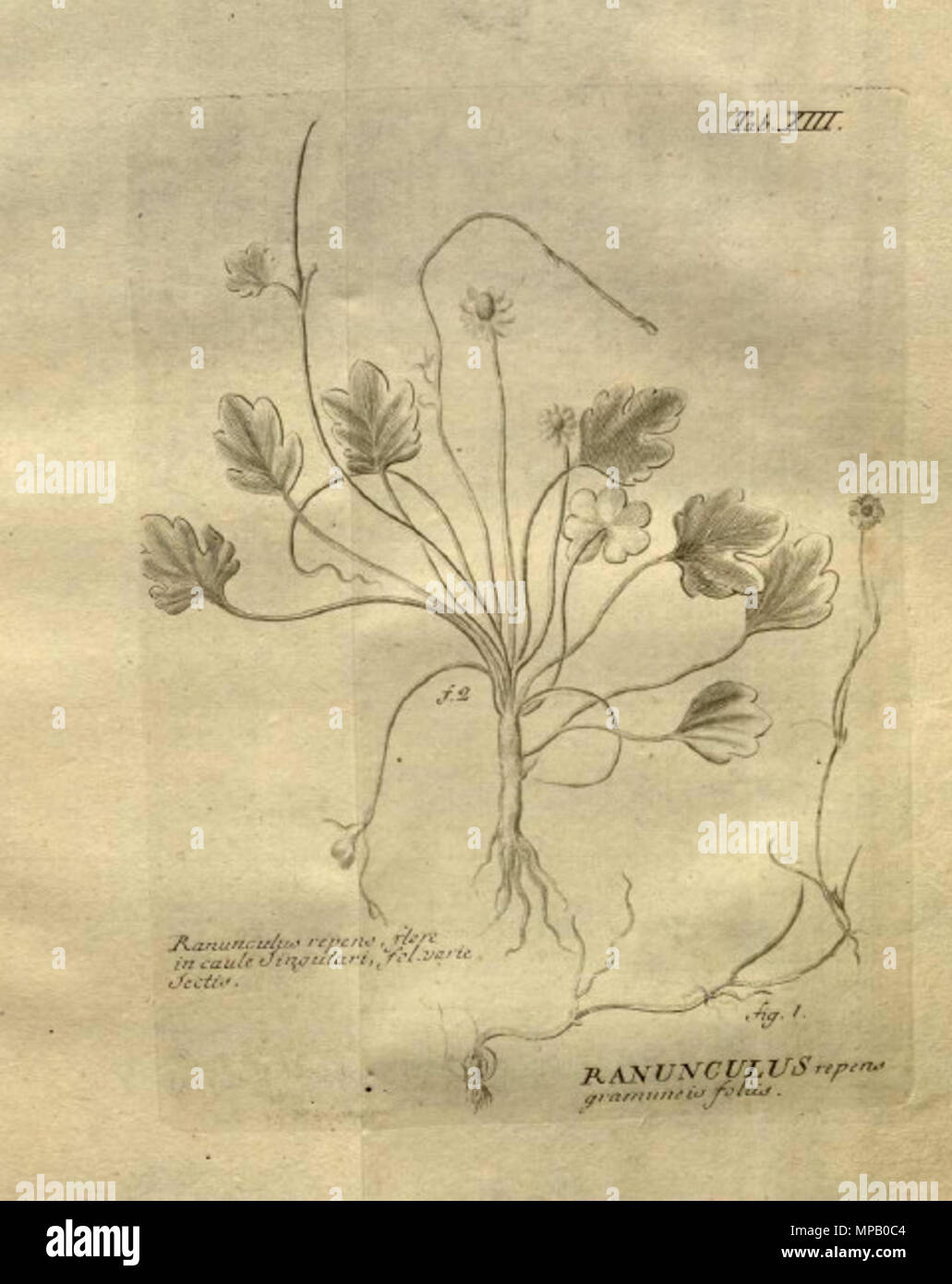 . Ranunculus repens. Illustration from Stirpium rariorum … ab Ioanne Ammano . 1739. Johann Amman (1707-1741) 1042 Ranunculus repens Amman Stock Photo