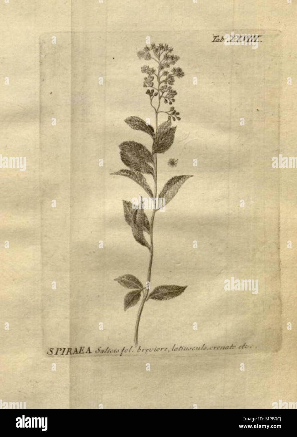 . Spiraea salicifolia. Illustration from Stirpium rariorum … ab Ioanne Ammano . 1739. Johann Amman (1707-1741) 1135 Spiraea salicifolia Amman Stock Photo