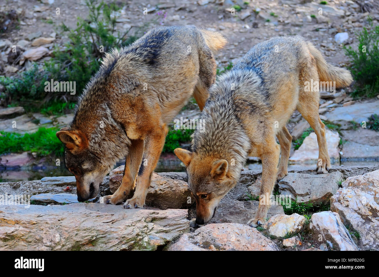 Spanish Wolf High Resolution Stock Photography And Images Alamy