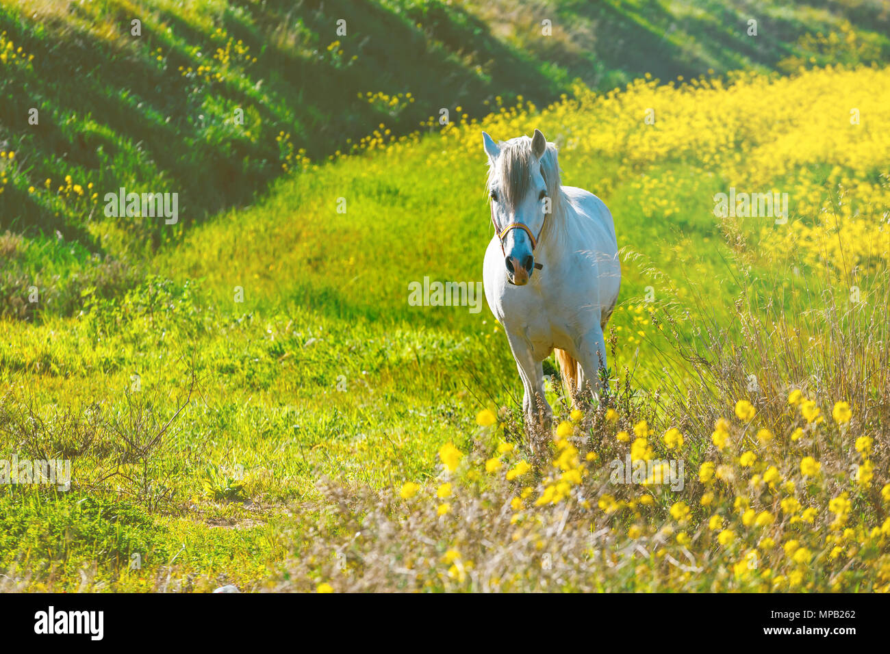 White Andalusian horse is standing on the meadow during sunset Stock Photo