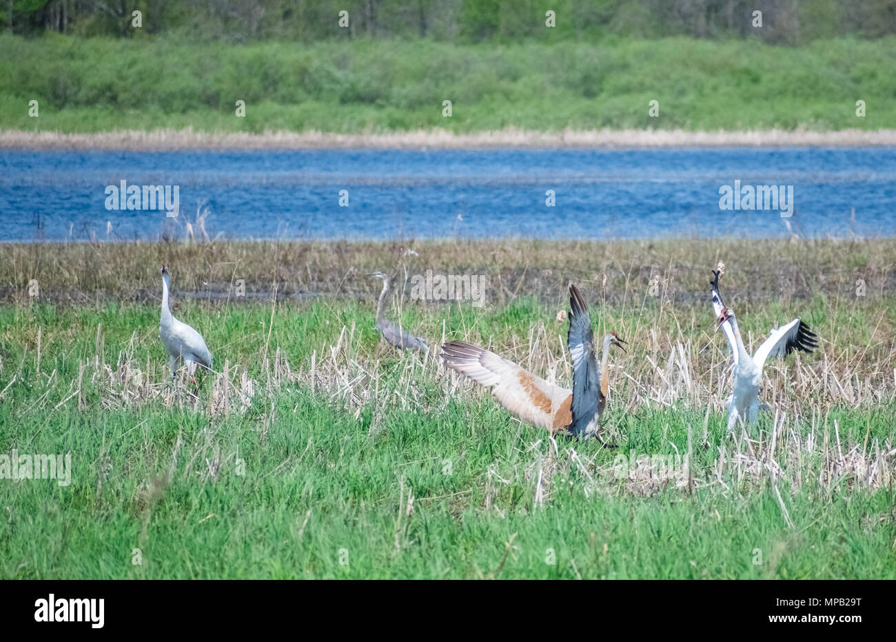 cranes fighting in a field Stock Photo