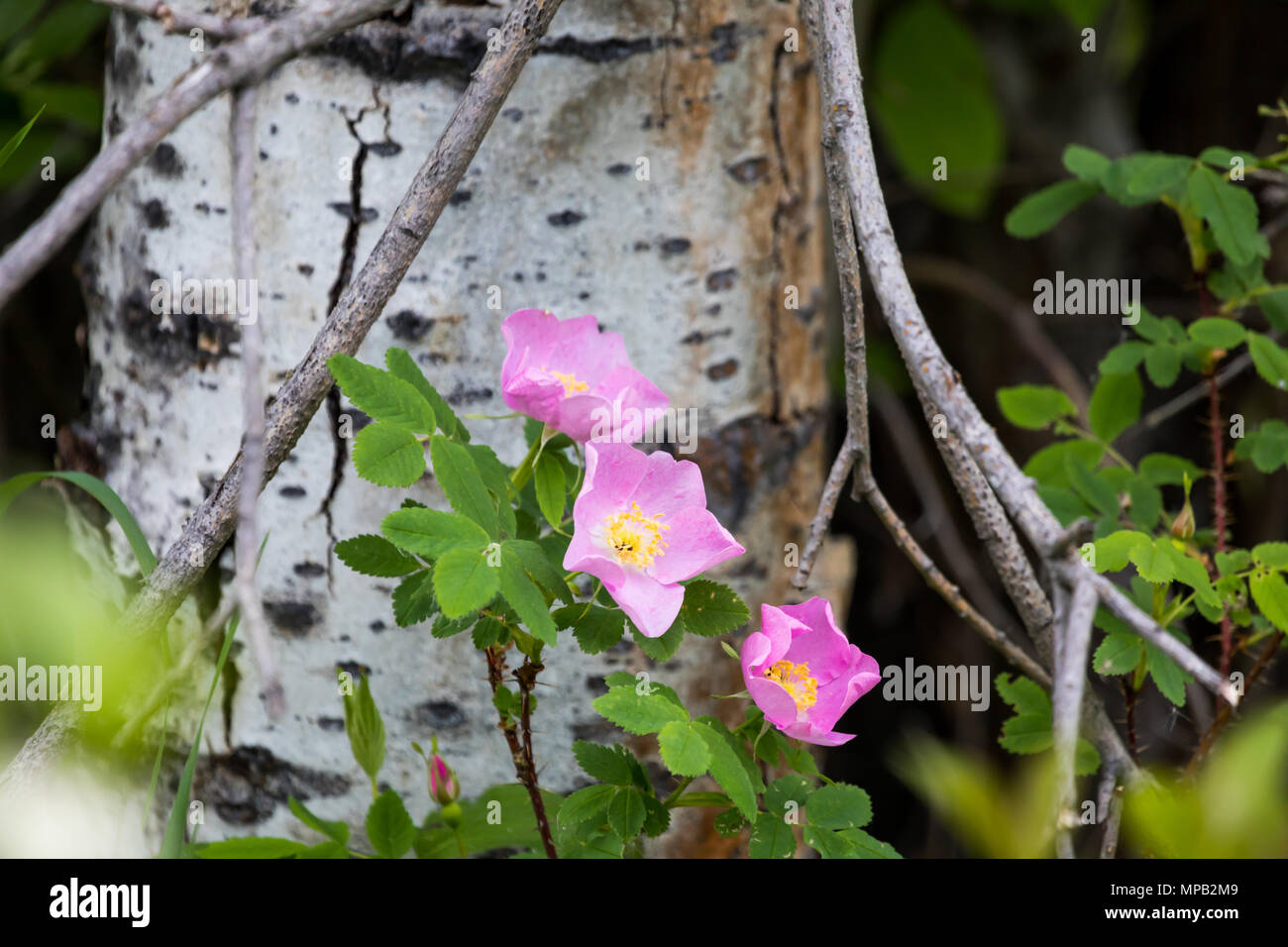 Alberta Official Flower High Resolution Stock Photography and Images ...