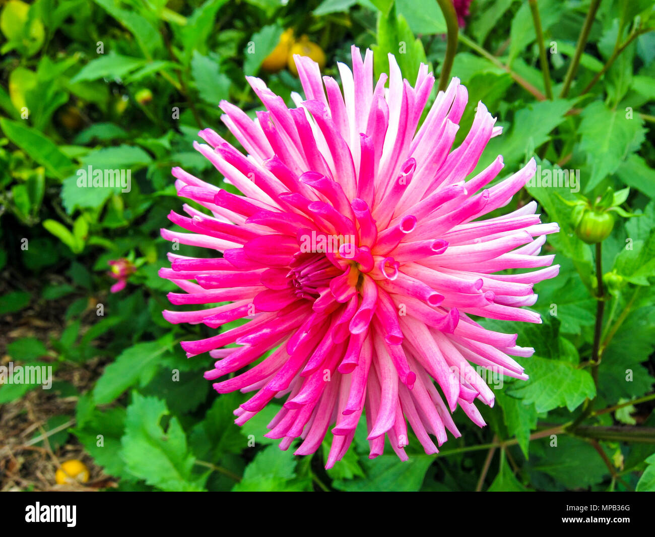 Dahlia spikes hi-res stock photography and images - Alamy