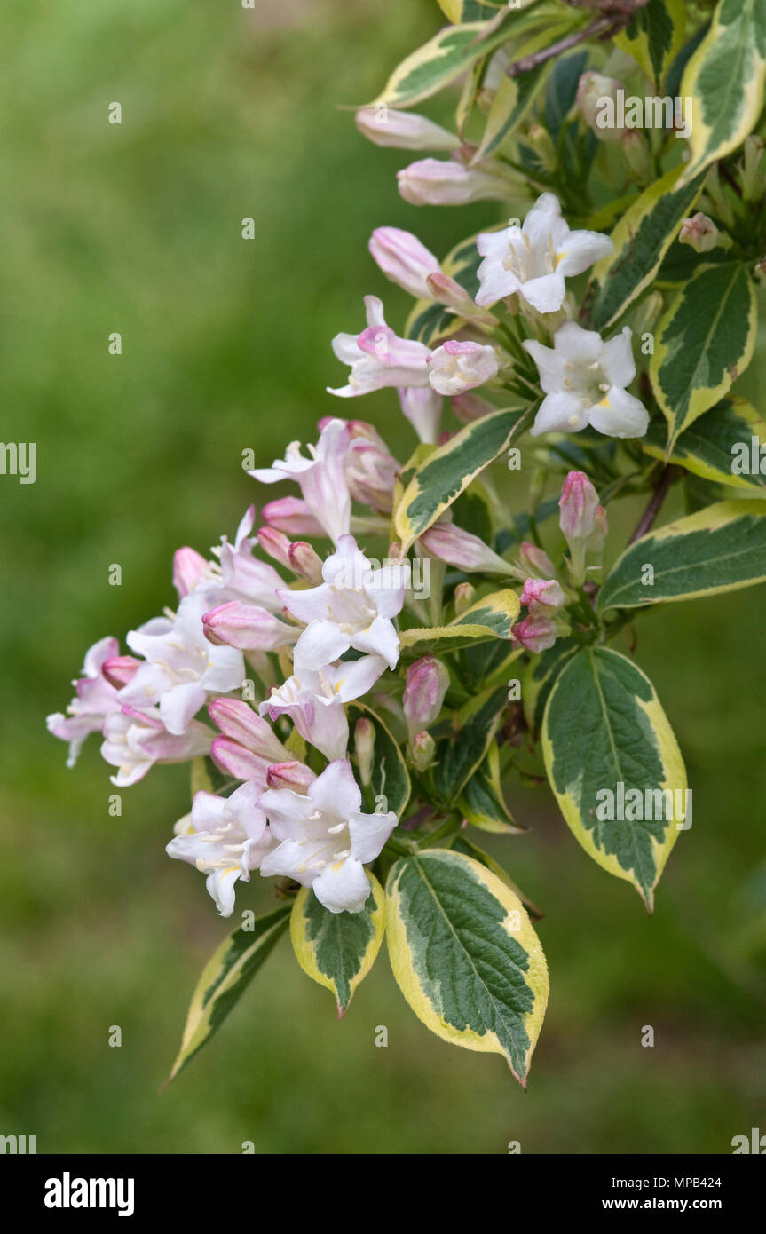 Variegated weigela on sale