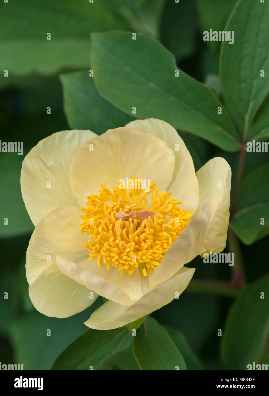 Paeonia mlokosewitschii molly the witch hi-res stock photography and