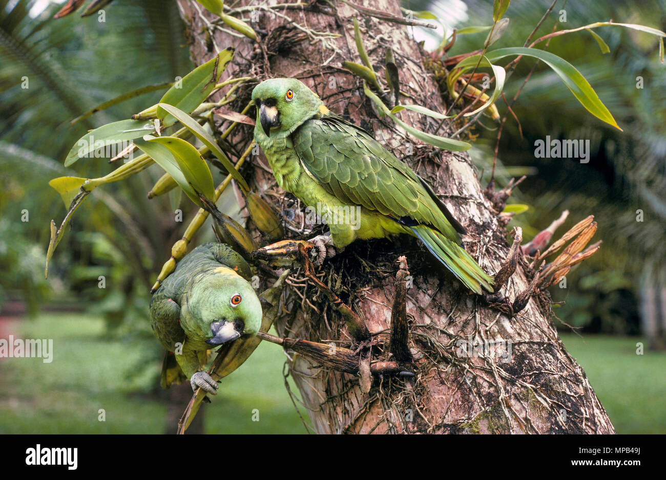 Yellow-Naped Amazon Parrots (Amazona ochrocephala auropalliata) Stock Photo