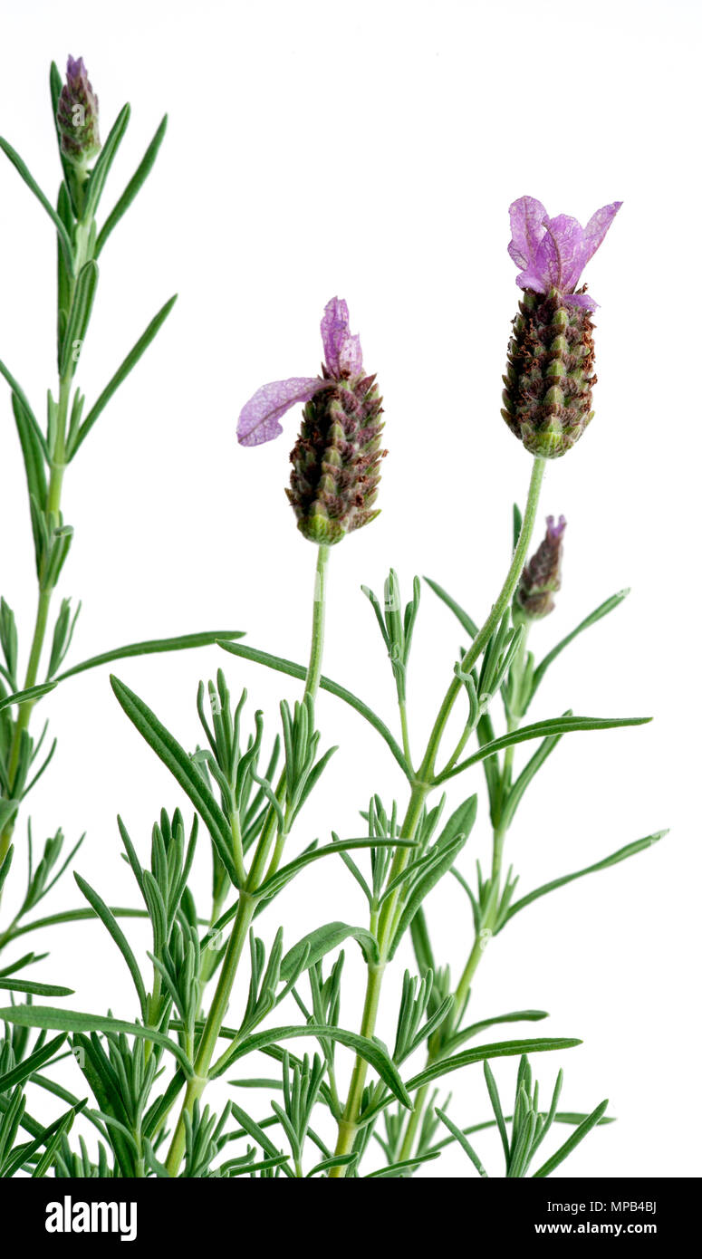 'Anouk' French lavender, Skärmlavendel (Lavandula stoechas) Stock Photo