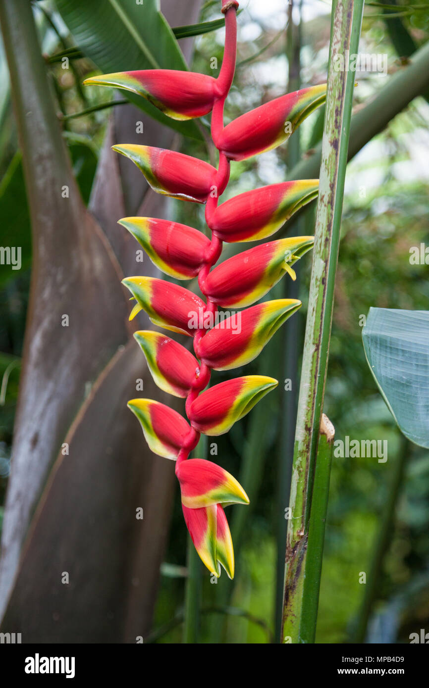Lobster Claw, Hummerklo (Heliconia rostrata) Stock Photo