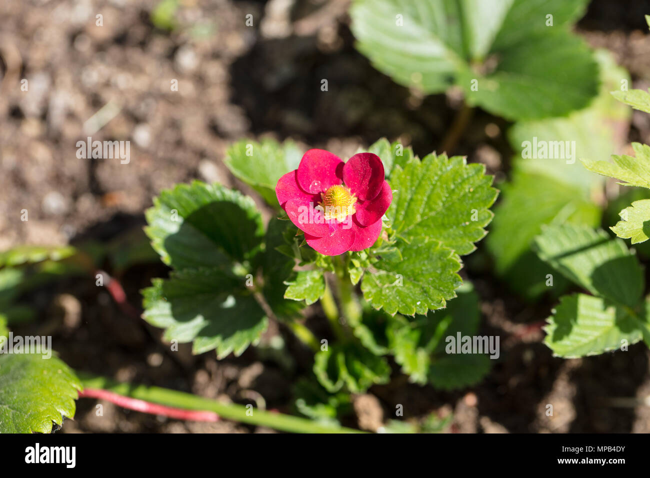 'Ruby Ann' White strawberry, Jordgubbe (Fragaria ananassa) Stock Photo