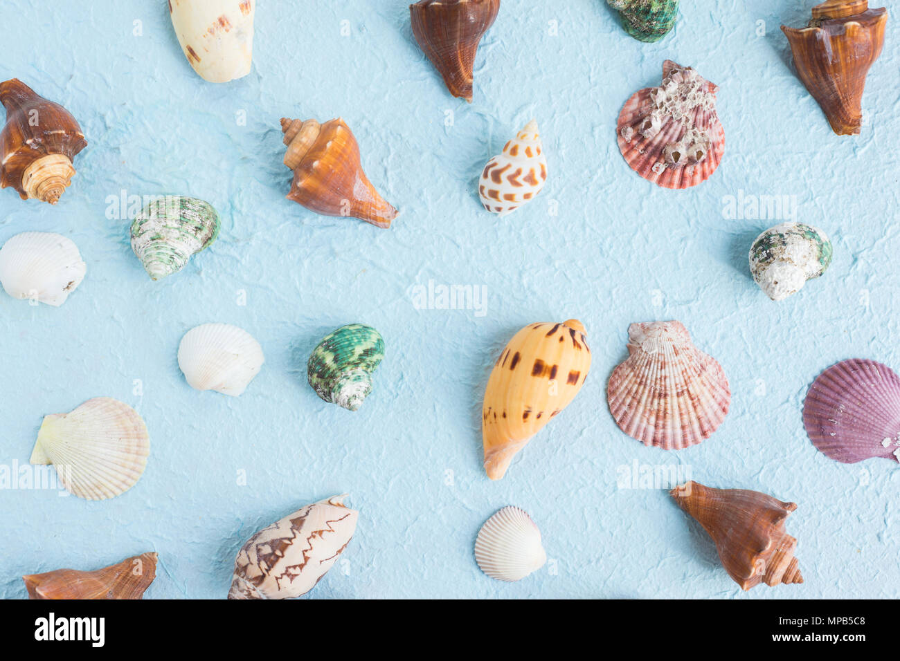 Various and colorful seashells hi-res stock photography and images - Alamy