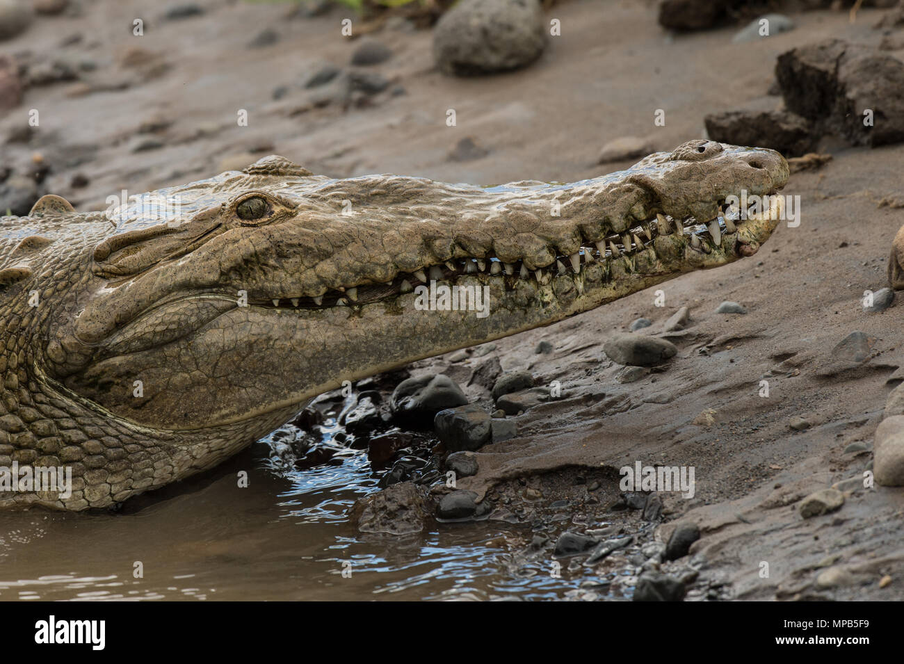 American Cocodile, Crocodylus acutus, Crocodylidae, Rio Tarcoles, Costa Rica, Centroamerica Stock Photo