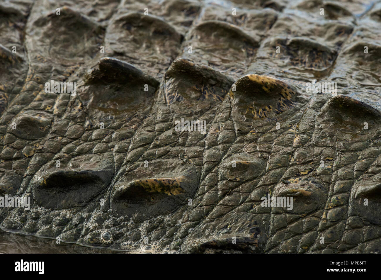 Skin of American Cocodile, Crocodylus acutus, Crocodylidae, Rio Tarcoles, Costa Rica, Centroamerica Stock Photo