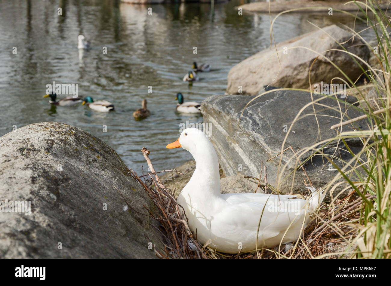 White and lonely duck are looking from afar to the floating ducks in