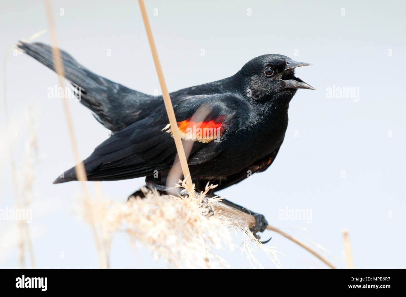 Male redwinged blackbird (Agelaius phoeniceus) in breeding plumage