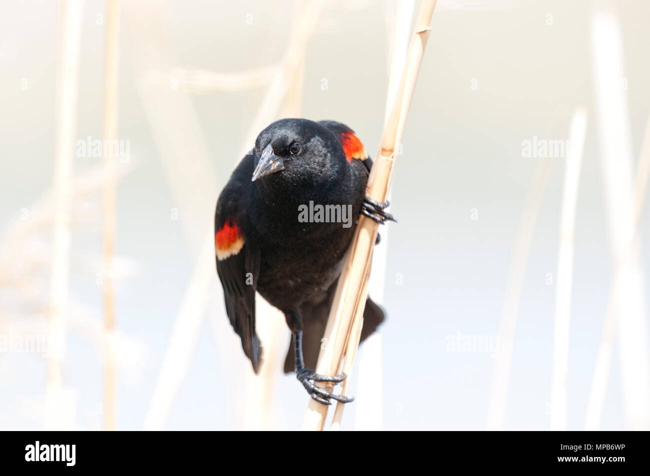 Male redwinged blackbird (Agelaius phoeniceus) in breeding plumage