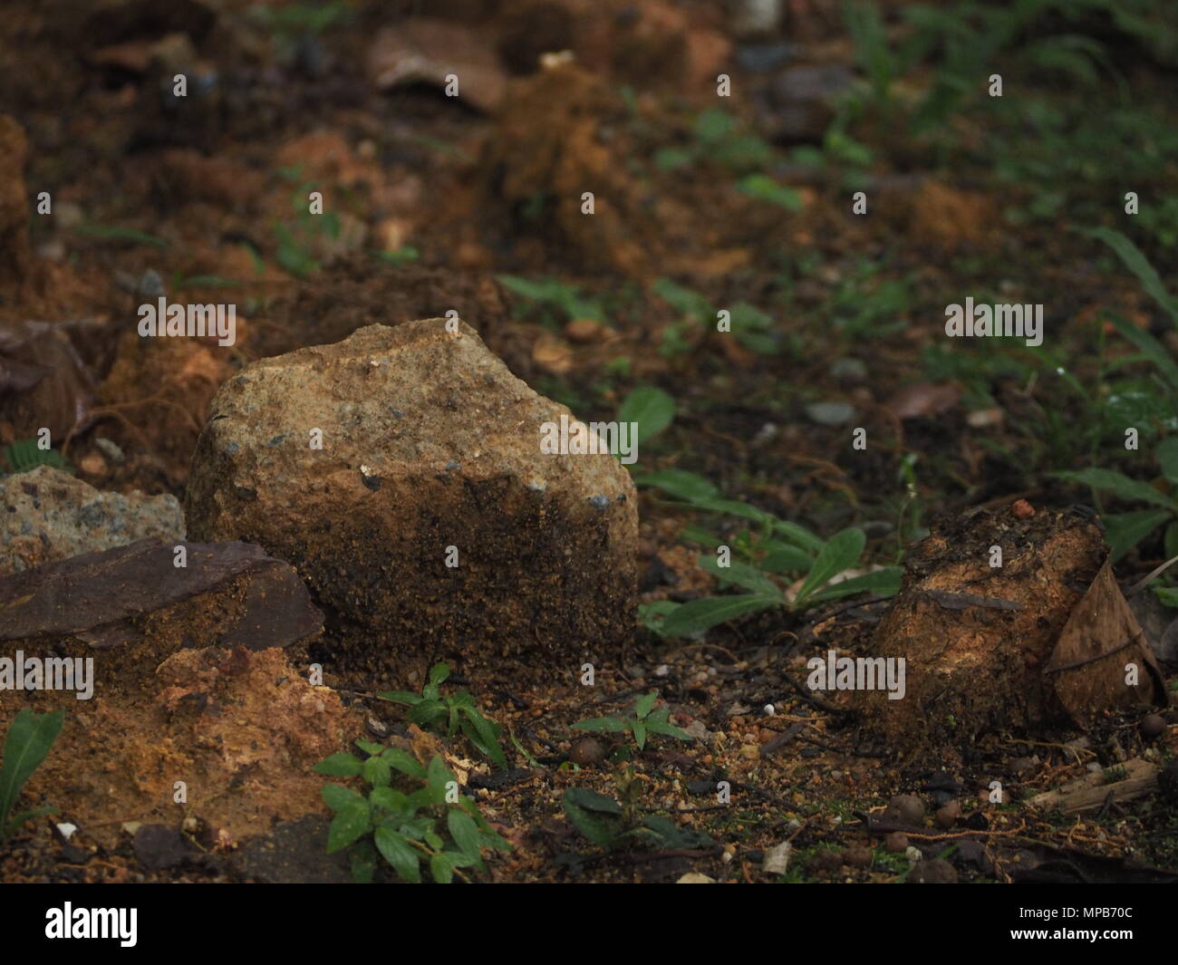 A stone on moist soil in a tropical environment. Stock Photo