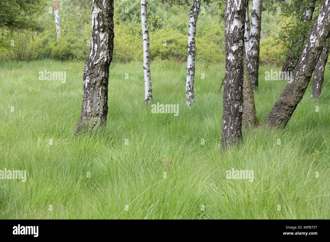 birch trees in the moor Stock Photo