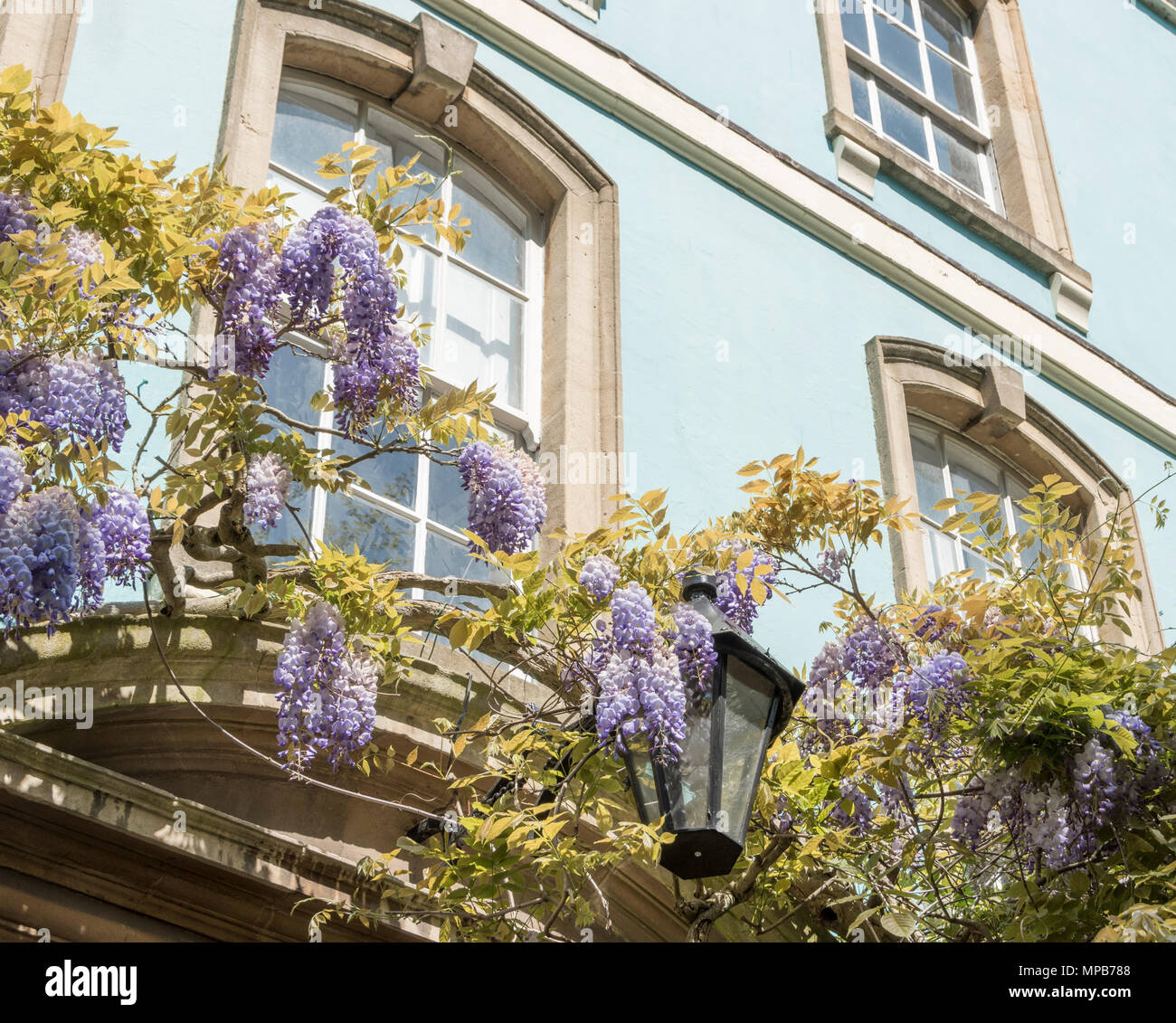 Wisteria climbing over the front of a blue painted house in Dowry Square, Bristol Stock Photo