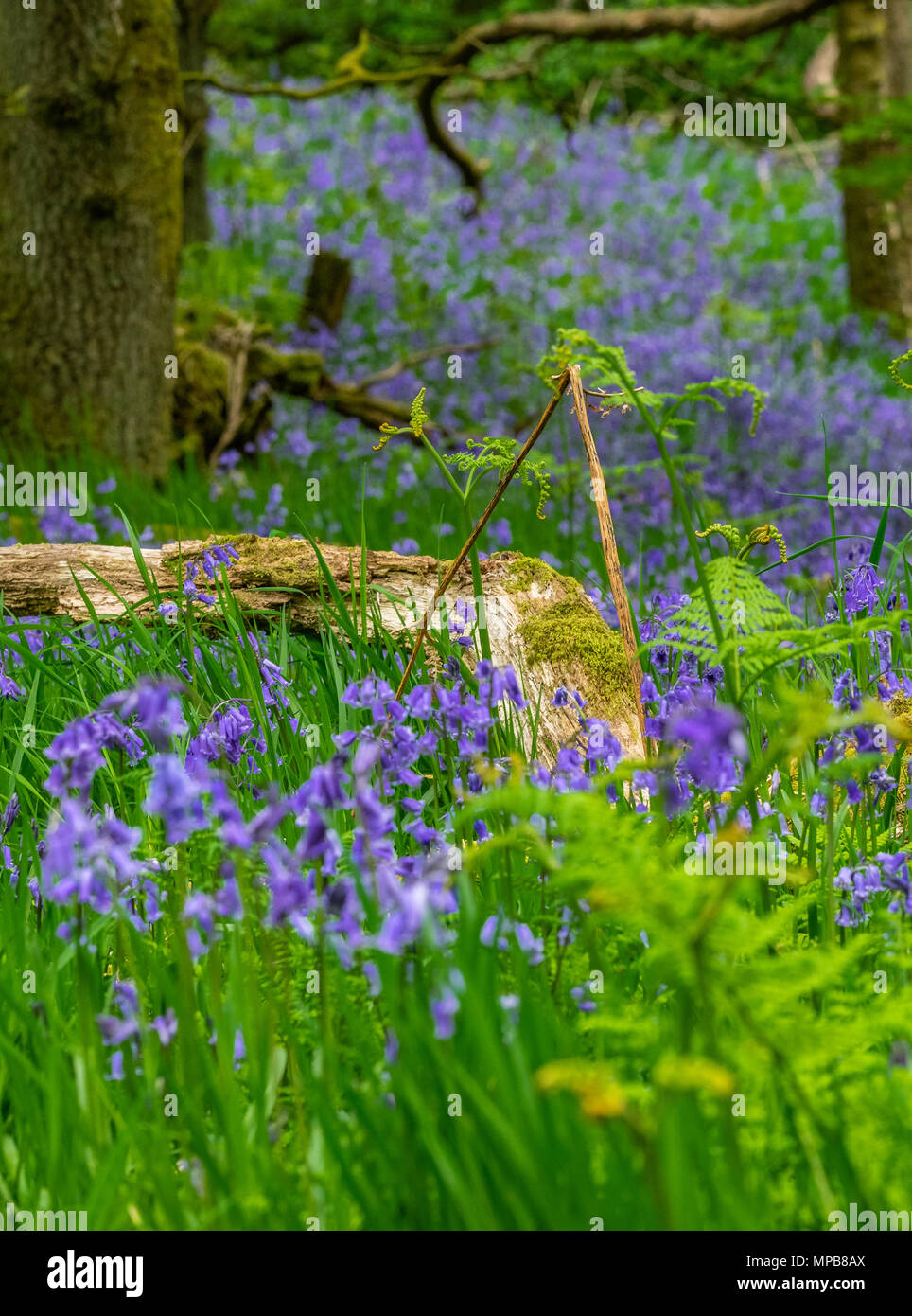 The carpet of intense blue under the opening tree canopy is one of our greatest woodland spectacles in springtime Stock Photo