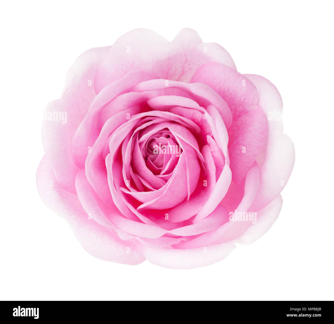 Light pink rose isolated on white background Stock Photo - Alamy