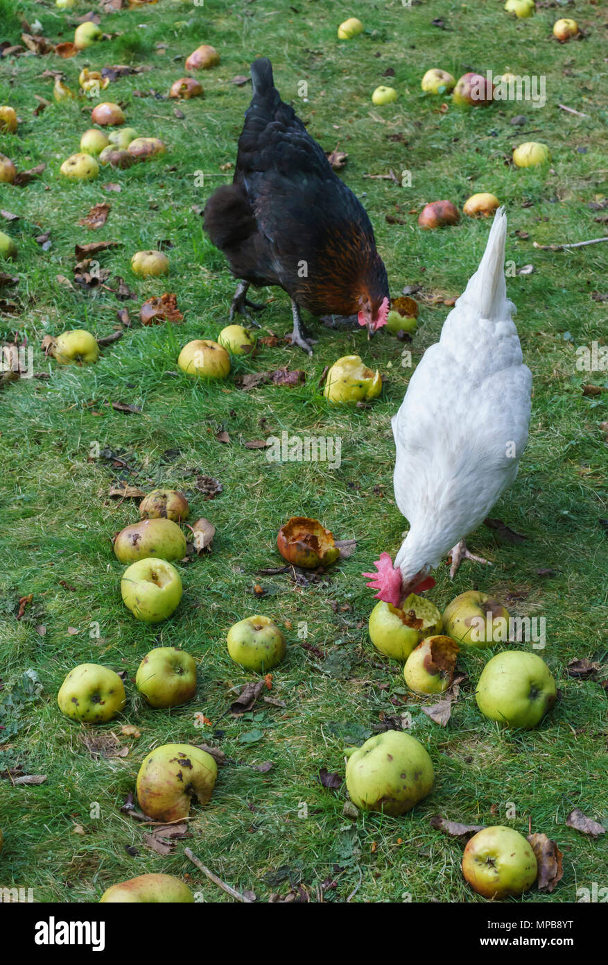Domestic chickens eating windfall apples in a garden Stock Photo Alamy