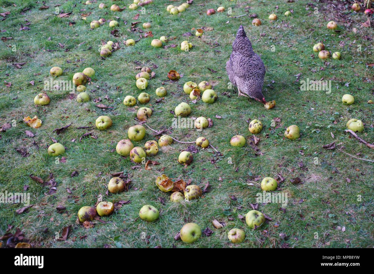 Chickens pecking garden hires stock photography and images Alamy