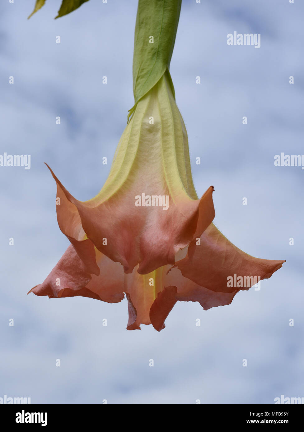 Engelstrompete; Brugmansia, suaveolens; Baumengelstrompete; Blueten Stock Photo